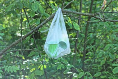 Bir ağaç dalında asılı çöp dolu beyaz plastik bir poşet ormandaki yeşil bitki örtüsünün arka planına karşı