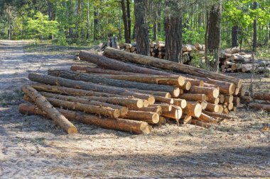 Ormanın zemininde bir yığın kahverengi çam ağacı.