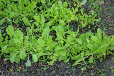 row of green lettuce plants in grey soil in vegetable garden clipart
