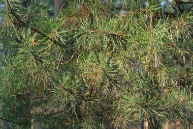 Doğada çam ağacında küçük yeşil kozalaklı dalların dokusu