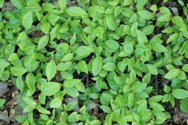 Doğada küçük yapraklı yeşil bitkilerin doğal bitki dokusu