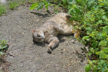 Büyük gri bir kedi yolun asfaltında yatıyor ve uyuyor. Sokaktaki yeşil çimlerin ve bitkilerin arasında.