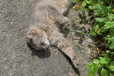Büyük gri bir kedi yolun asfaltında yatıyor ve uyuyor. Sokaktaki yeşil çimlerin ve bitkilerin arasında.