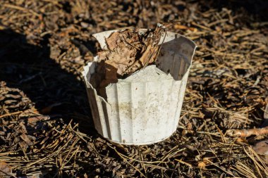 Eski, kirli, beyaz bir saksı sokağın gri kumunda duruyor.