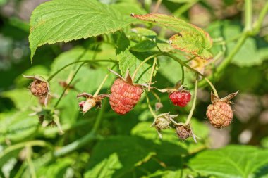 Kırmızı böğürtlen, yeşil yapraklı bir dalda, yaz jartiyerinde.