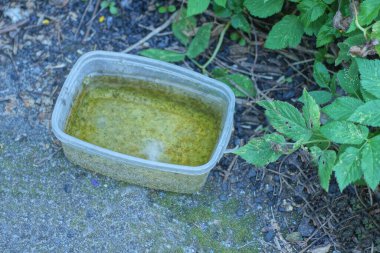 Sokağın yeşil bitkilerinin arasında asfalt üzerinde su bulunan gri kirli bir plastik kutu.