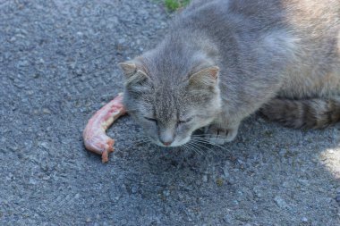 Gri bir kedi asfaltta oturuyor. Sokakta tavuk boynunun yanında.