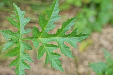 Bir yaz parkında vahşi bir bitkinin büyük yeşil bir yaprağı.