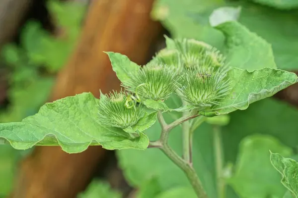 Stock image green wild plant burdock with prickly buds on a stem with leaves in nature in a summer park