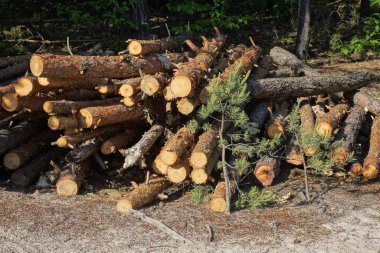 Ormanın zemininde bir yığın kahverengi çam ağacı.