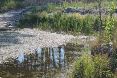Doğada yeşil kahverengi yosunlar ve çimlerle kaplanmış küçük bir gölün parçası.