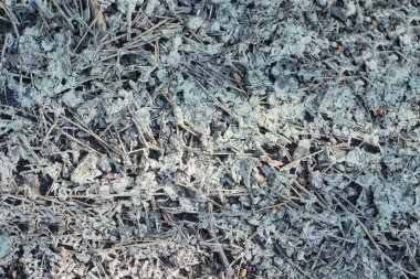 Kuru yapraklı gri beyaz dalların doğal bitki dokusu