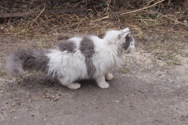 Büyük, tüylü, benekli bir sokak kedisi Gri zeminde duruyor
