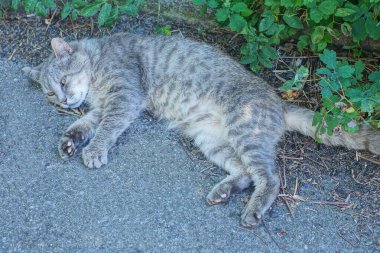 Büyük gri bir kedi yolun asfaltında yatıyor ve uyuyor. Sokaktaki yeşil çimlerin ve bitkilerin arasında.