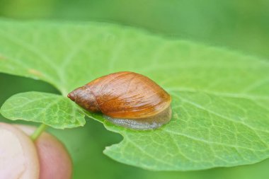 a one small brown black snail on a green leaf in summer nature