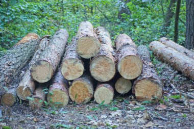 Ormanın zemininde bir yığın kahverengi çam ağacı.