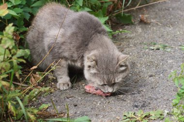 Büyük gri bir kedi caddede asfaltta oturur ve kırmızı çiğ et yer.