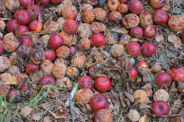 Kırmızı ve kahverengi çürük elmalardan oluşan bir çöp yığını.