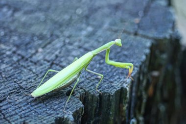 one big green insect female praying mantis sits on a gray wooden stump in nature clipart