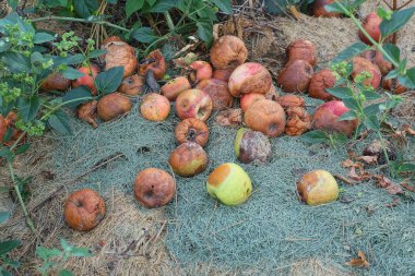 Yeşil ve kahverengi elmalardan oluşan bir çöp yığını sokaktaki biçilmiş kuru çimenlerin üzerinde uzanıyor.