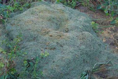 Bitkiler arasında, doğadaki kuru, küçük yeşil otlardan gelen kahverengi saman yığını.