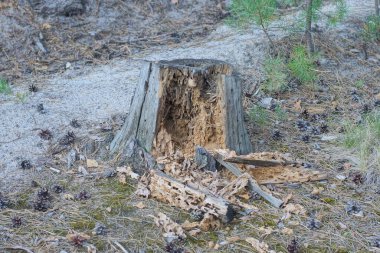 Büyük, gri bir çam kökü yerde, ormandaki kuru iğne ve konilerin arasında.