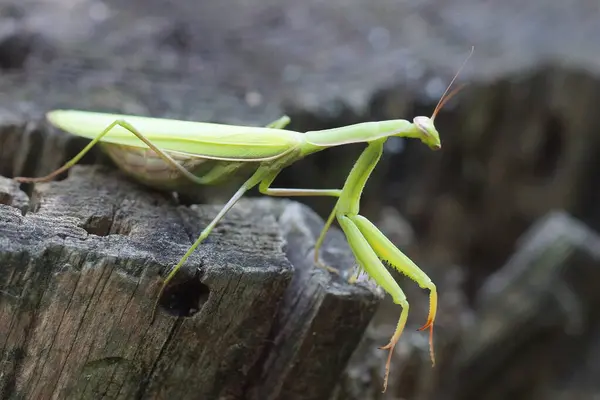 stock image one big green insect female praying mantis sits on a gray wooden stump in nature