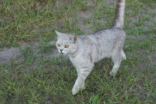 Stock image one gray cat stands and looks on the gray ground with green grass outside