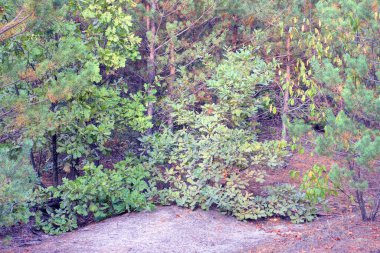 Bir sıra küçük yeşil kozalaklı çam ve meşe ağaçları yaz ormanlarında gri kumlarda