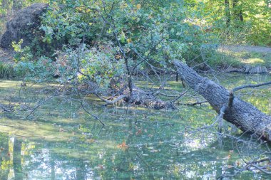 Büyük, gri, kırılmış bir ağaç yeşil gölde yatıyor. Yaz mevsiminde bitki örtüsünün arasında.