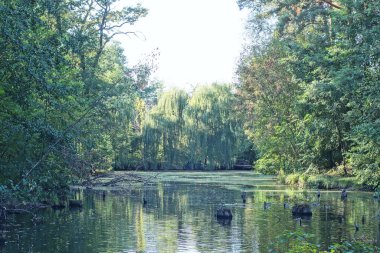 Sahilde, gökyüzüne karşı büyük bir gölün kıyısında yeşil kozalaklı ve yaprak döken ağaçlardan oluşan bir orman manzarası.