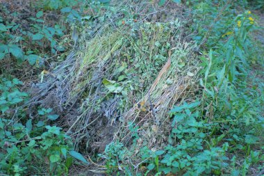 a large pile of gray green dry branches with leaves and grass on the street