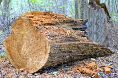 Büyük, kahverengi, çürümüş bir meşe ağacı yaz ormanında gri zeminde uzanıyor.