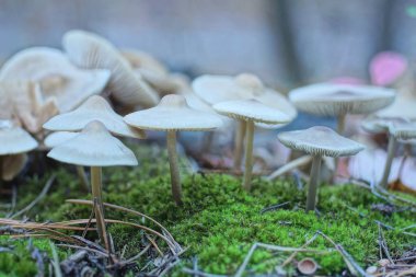 Birçok küçük beyaz mantar sonbahar ormanlarında yeşil yosunlarda yetişir.