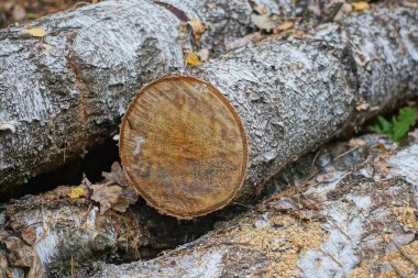 natural gray texture from raw logs and branches of poplars in a pile on the street