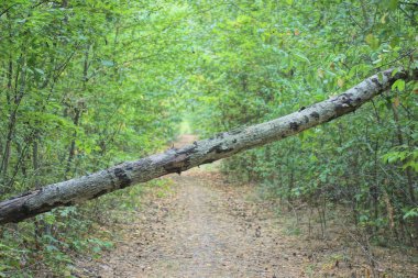 one large gray fallen tree lies on a sand path in green grass in the spring forest