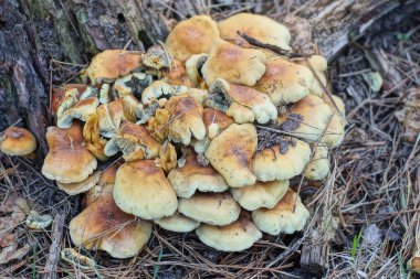 many small brown yellow toadstool mushrooms on the ground in dry fallen leaves in the forest clipart