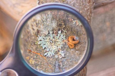 Büyük bir büyüteç yazın bir ağacın kabuğundaki gri yosunları artırır.