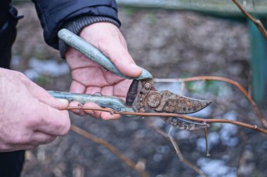 one hand holds old rusty tool pruning shears cutting brown dry thin branch on bush in spring garden clipart