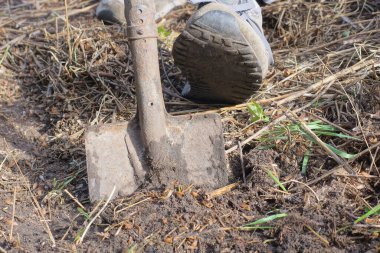 Gri topraklı bir kürek baharın bahçesindeki sebze bahçesini kazıyor.