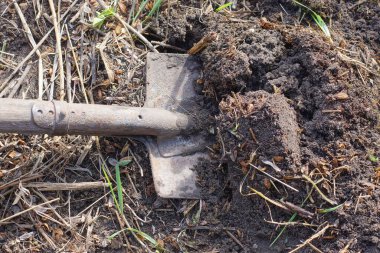 Gri topraklı bir kürek baharın bahçesindeki sebze bahçesini kazıyor.