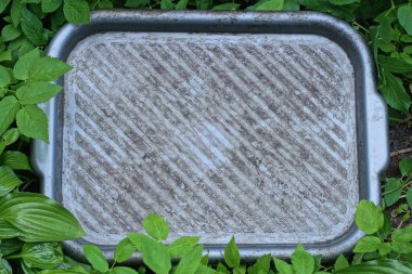 Büyük, kirli, boş bir plastik tepsi bir yaz caddesinde yeşil yaprakların üzerinde yatıyor.