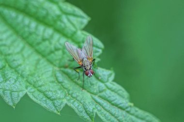 Küçük gri bir sinek yaz doğasında yeşil bir ısırgan otunun üzerinde oturur.