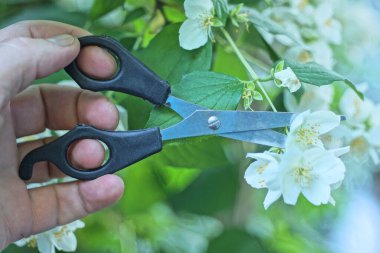 Bir yaz parkında yeşil yapraklar ve beyaz çiçeklerle yasemin dalını kesen gri siyah bir makas.