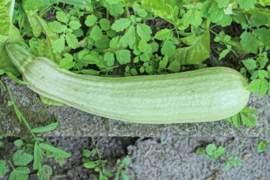 Büyük yeşil bir kabak yaz bahçesinde, gri zeminde yatıyor.