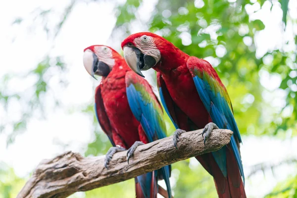 Gruppe Farverige Macaw Grene Wildlife Fra Tropisk Skov Natur - Stock-foto