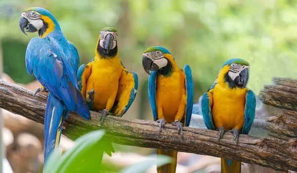 Grupo Arara Colorida Galhos Vida Selvagem Natureza Floresta Tropical — Fotografia de Stock