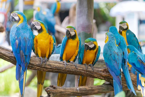 Groep Kleurrijke Ara Takken Wilde Dieren Uit Tropisch Bos Natuur — Stockfoto