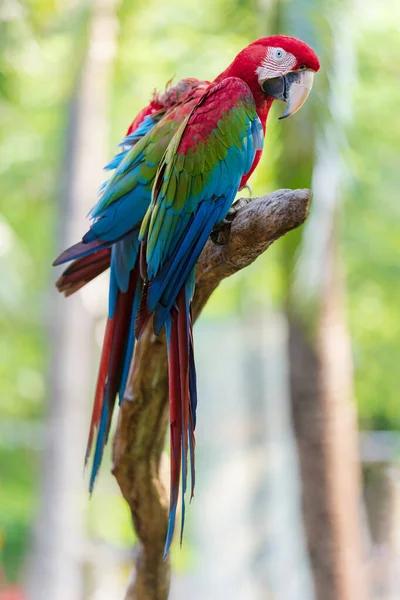 Dallardaki Renkli Papağanlar Tropikal Orman Doğasından Gelen Vahşi Yaşam — Stok fotoğraf