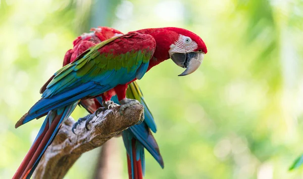 一群五彩斑斓的金刚鹦鹉在树枝上 来自热带森林的野生动物 — 图库照片